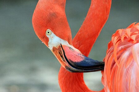 Exotic tropical colorful