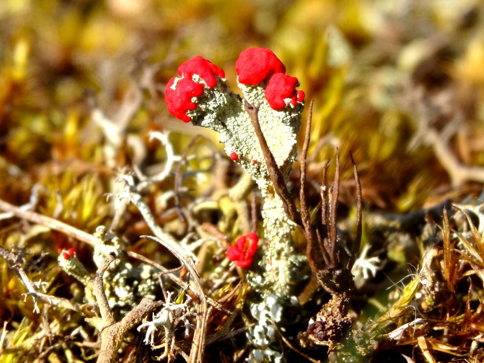 20160420_rood_bekermos1_Drouwenerzand
