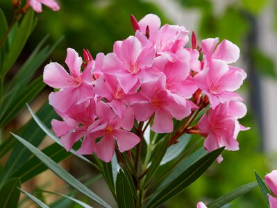 Flower pink plants