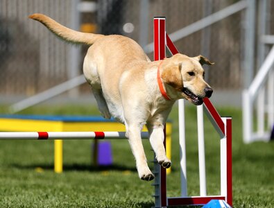 Agility dog sports dog