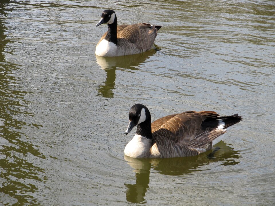 Water wildlife waterfowl