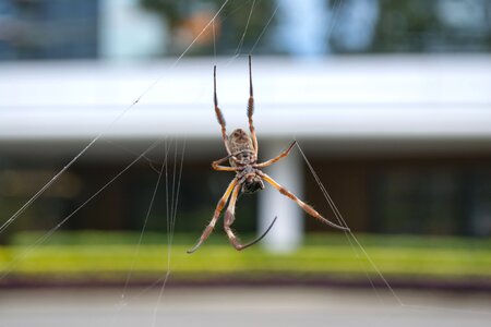 Outdoors arachnid hairy