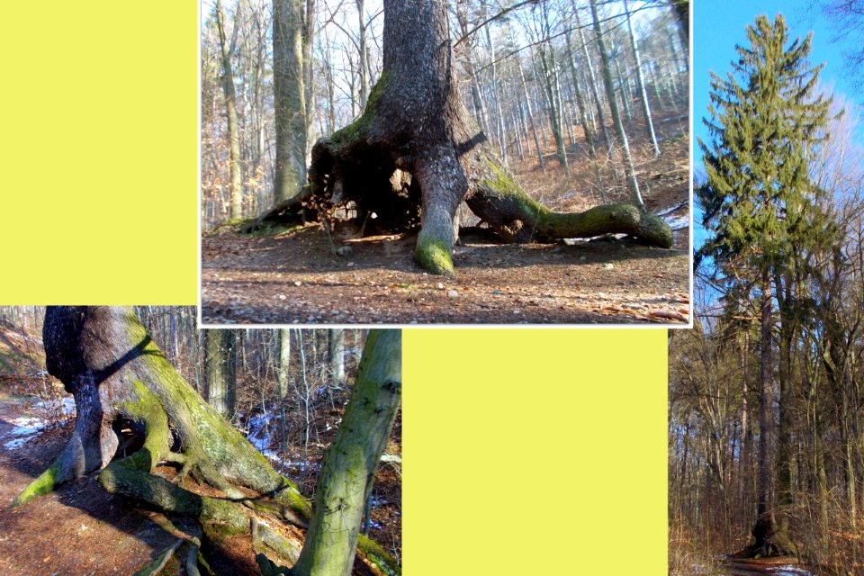 2016_Hainsberg_Fichte_im_Tharandter_Wald