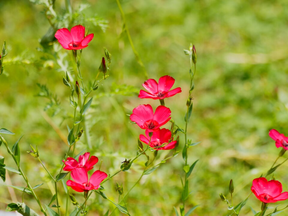 Red flowers plant red