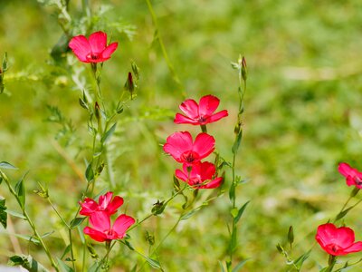 Red flowers plant red