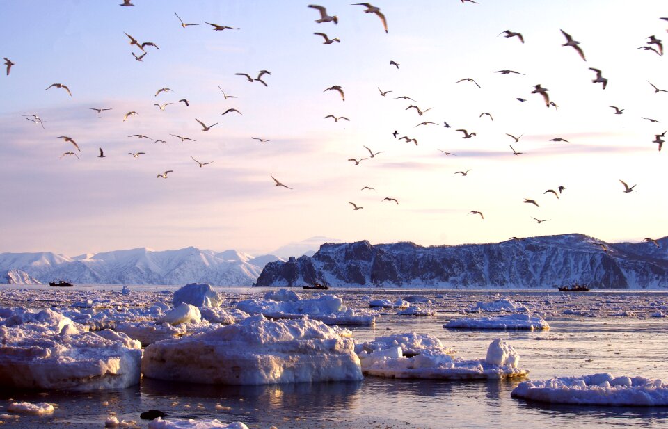 Sunset gulls evening