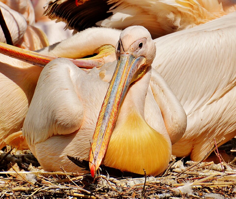 Birds animal plumage