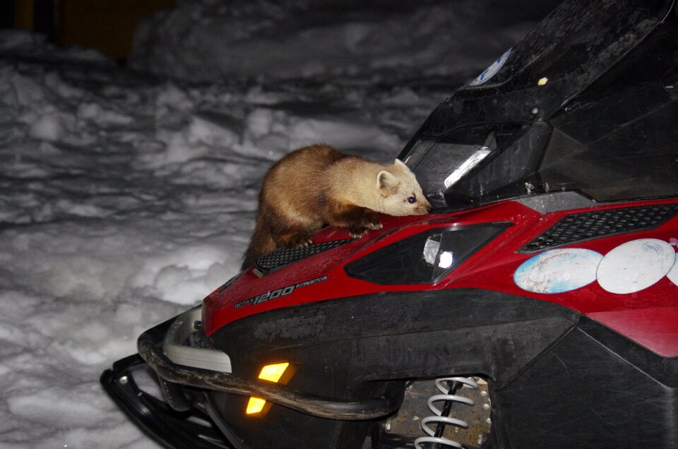 Animal snowmobile interest