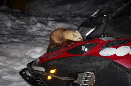 Animal snowmobile interest photo