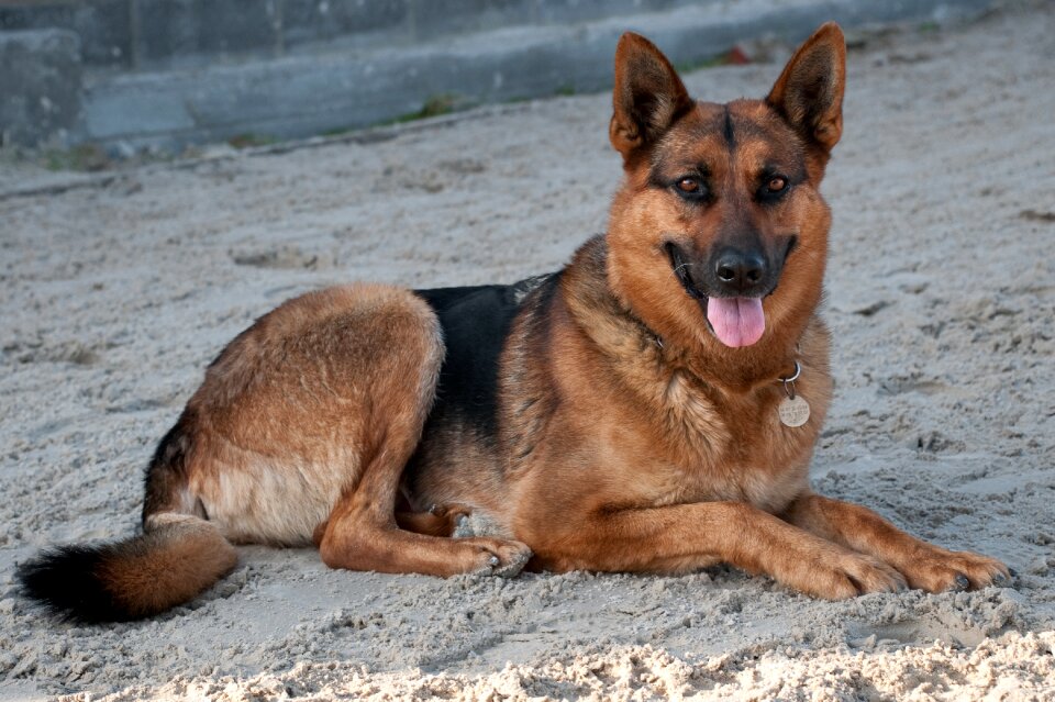 German shepherd lying domestic animal