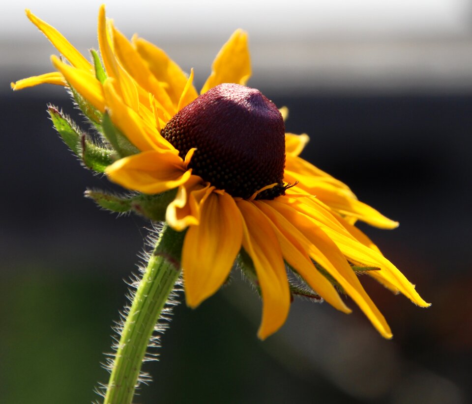 Bloom yellow flowering stems