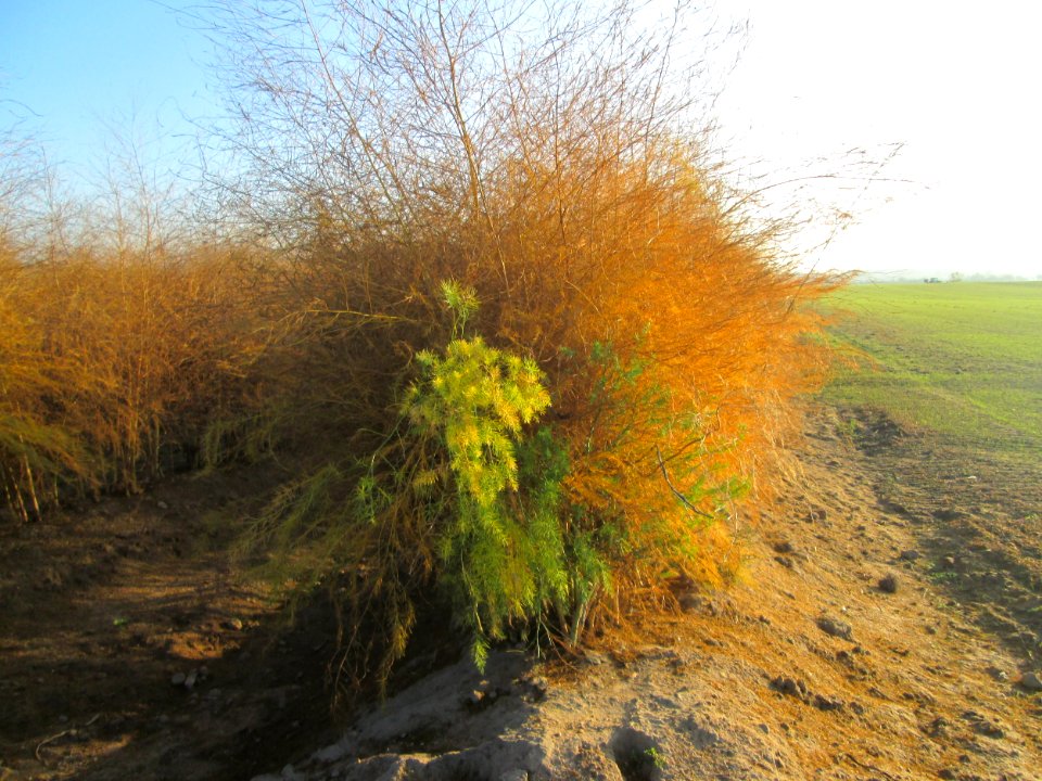 20181122Spargelfeld_Reilingen1