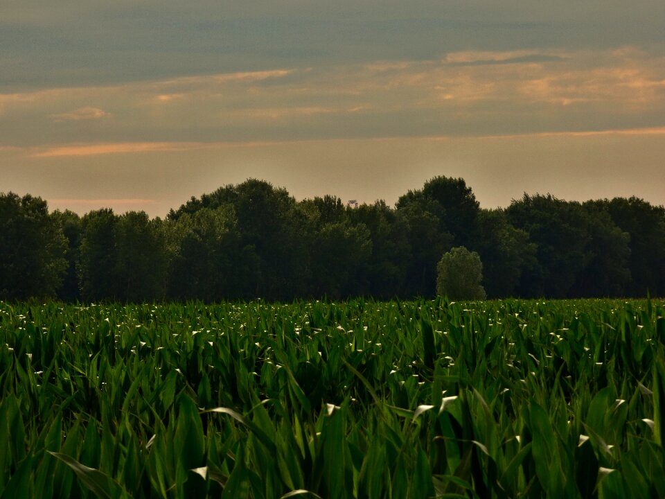 Field corn on the cob danube