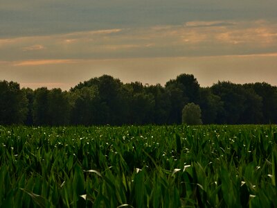 Field corn on the cob danube