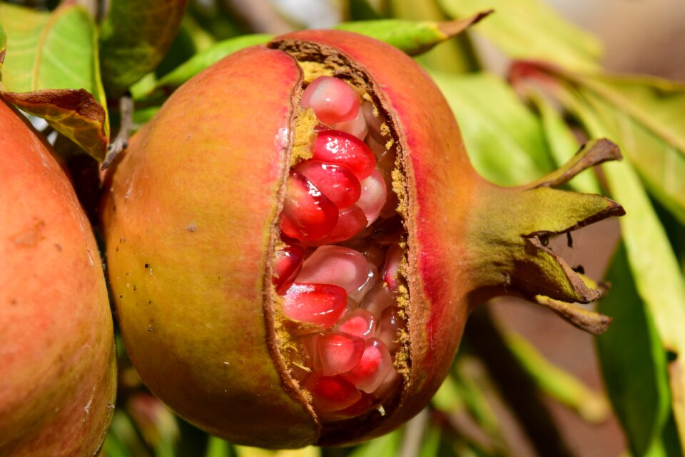 Ripe nature fruit