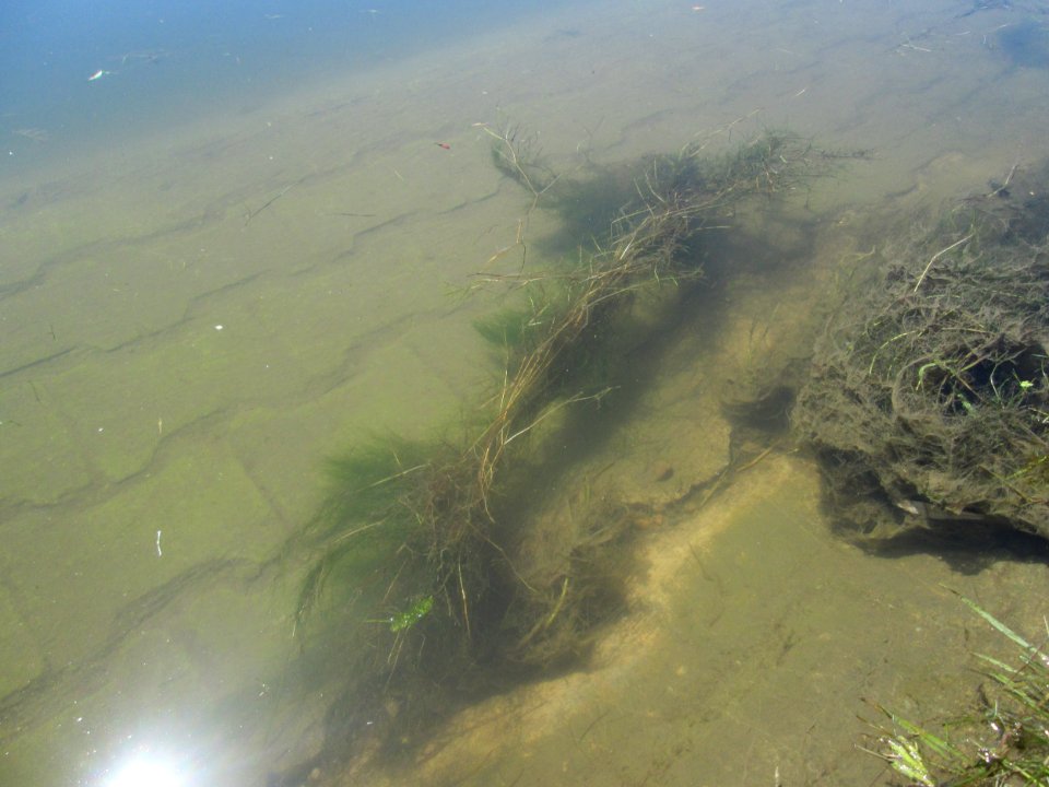 20180702Potamogeton_trichoides2