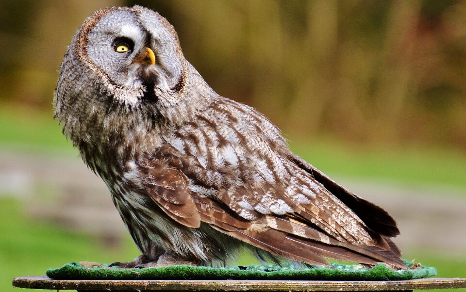 Bird feather animals