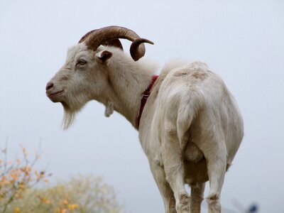 Testicles white goat horned photo