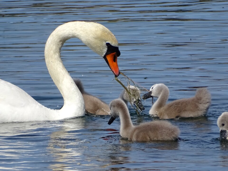Swans family of swans lake