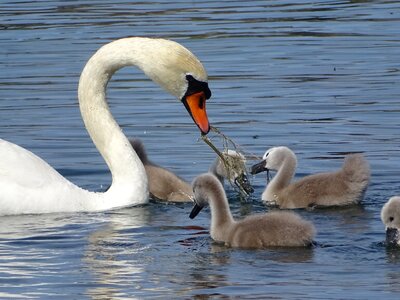 Swans family of swans lake photo