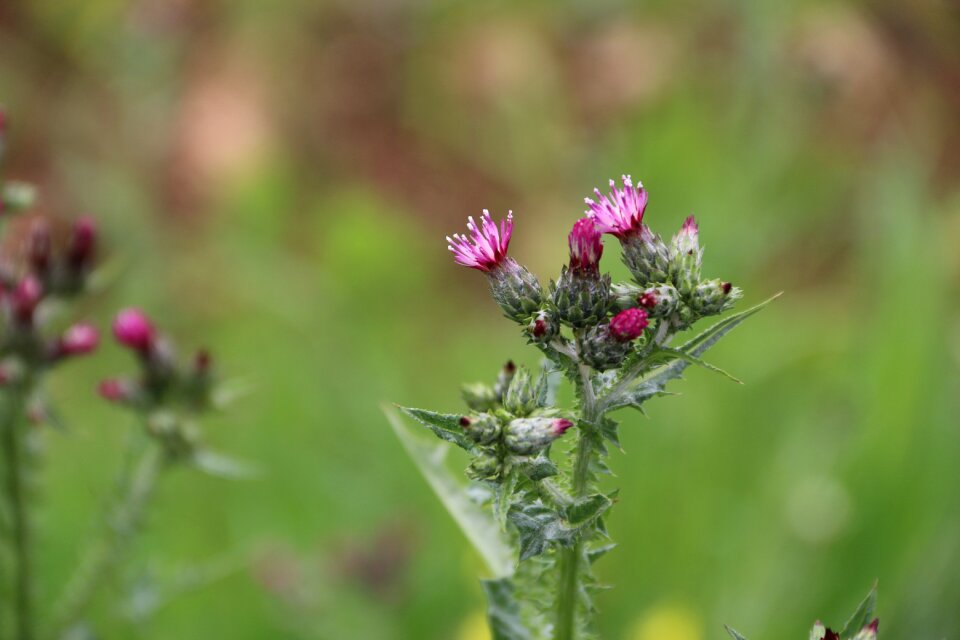 Plant nature flowers