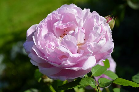 Flower rose pink photo