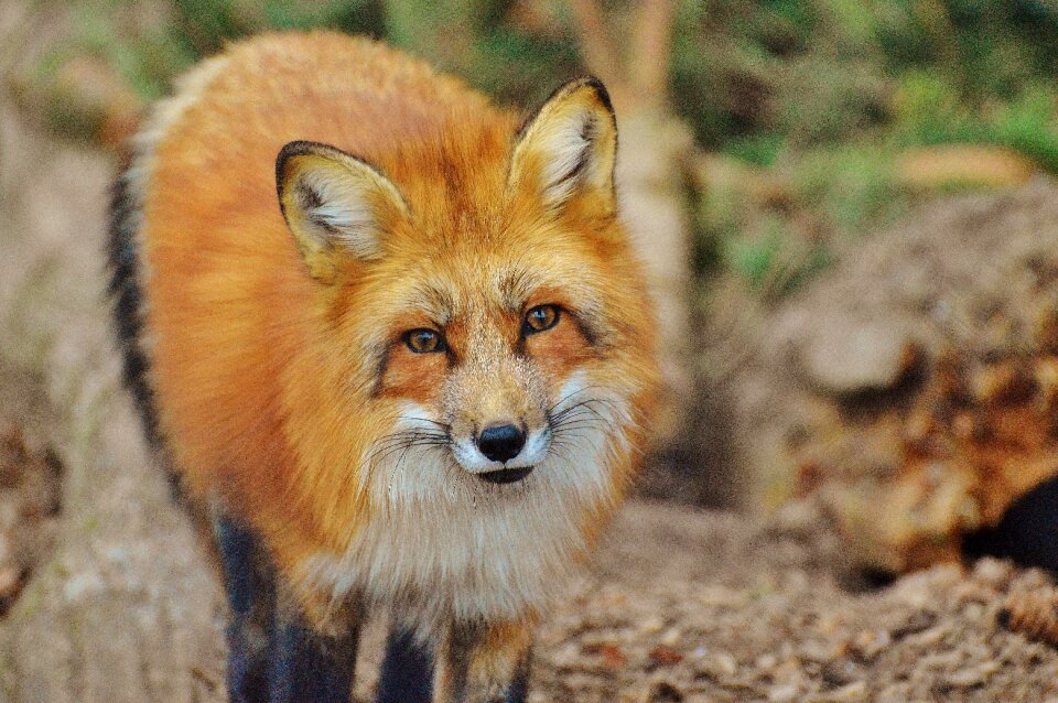 Nature animal world animal portrait