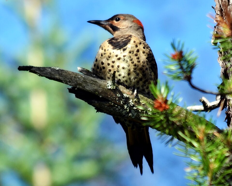 Flicker northern wildlife