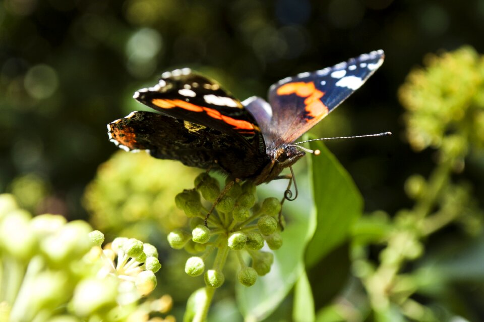 Insect green wings