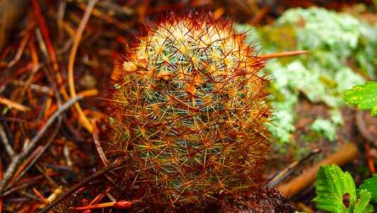 Plant colorful cactus environment