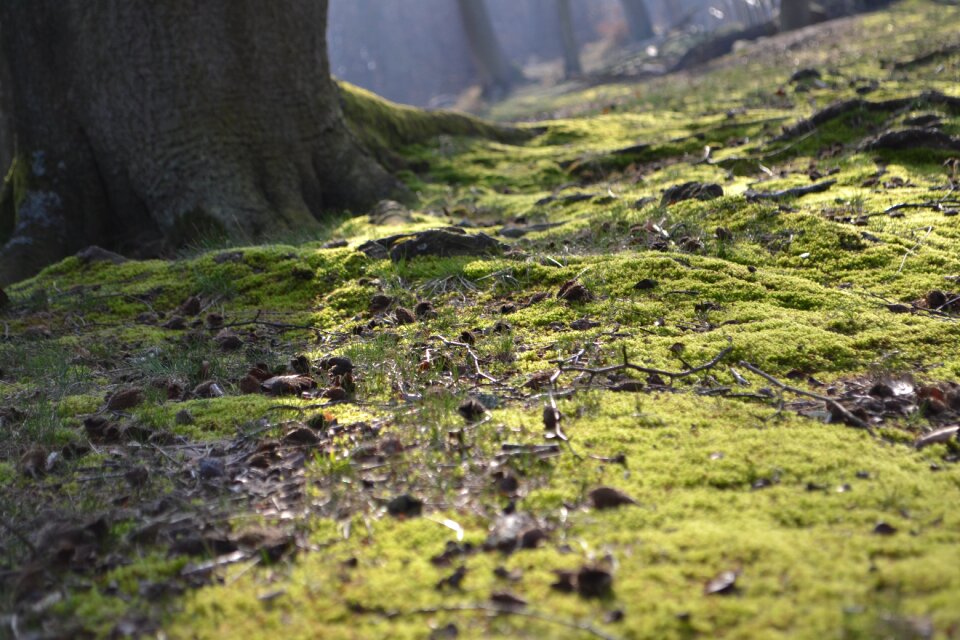 Nature forest floor green
