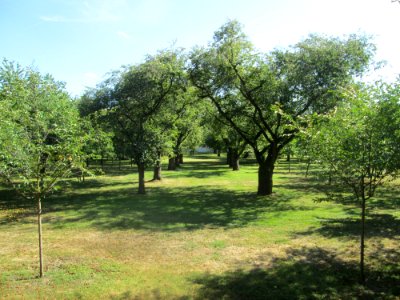 20180826Kirschgarten_Schwetzingen