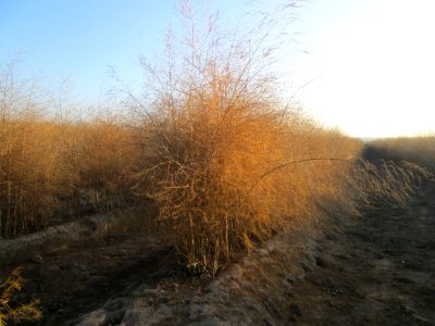 20181122Spargelfeld_Reilingen2