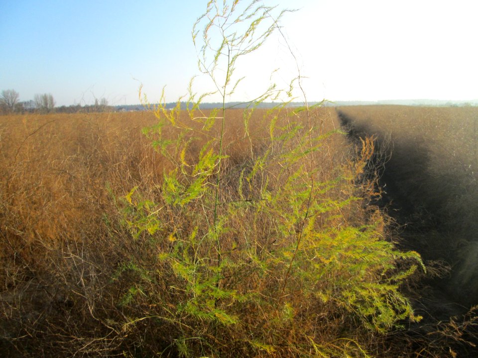 20181122Spargelfeld_Reilingen3