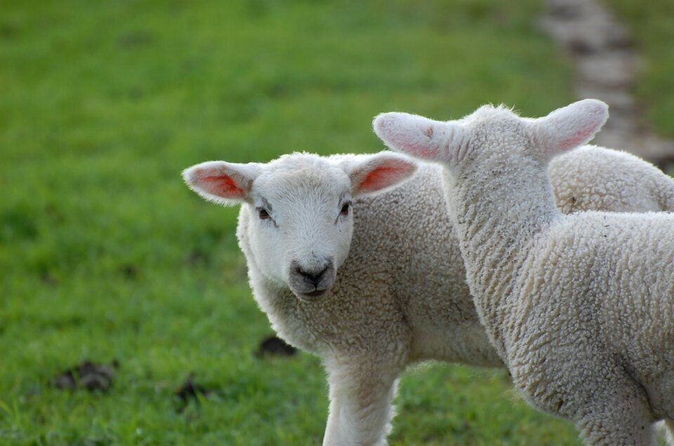 Lamb sweet fur meadow