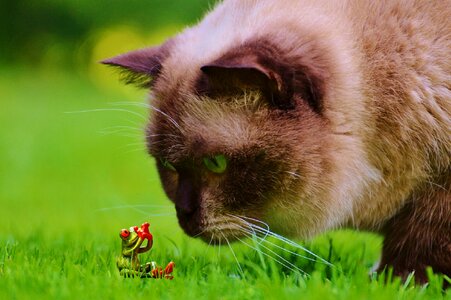 Figure british shorthair mieze