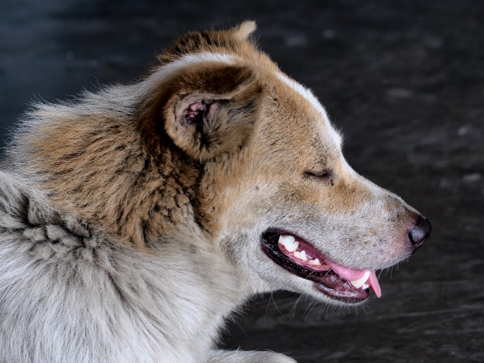 Stray dog head dirty