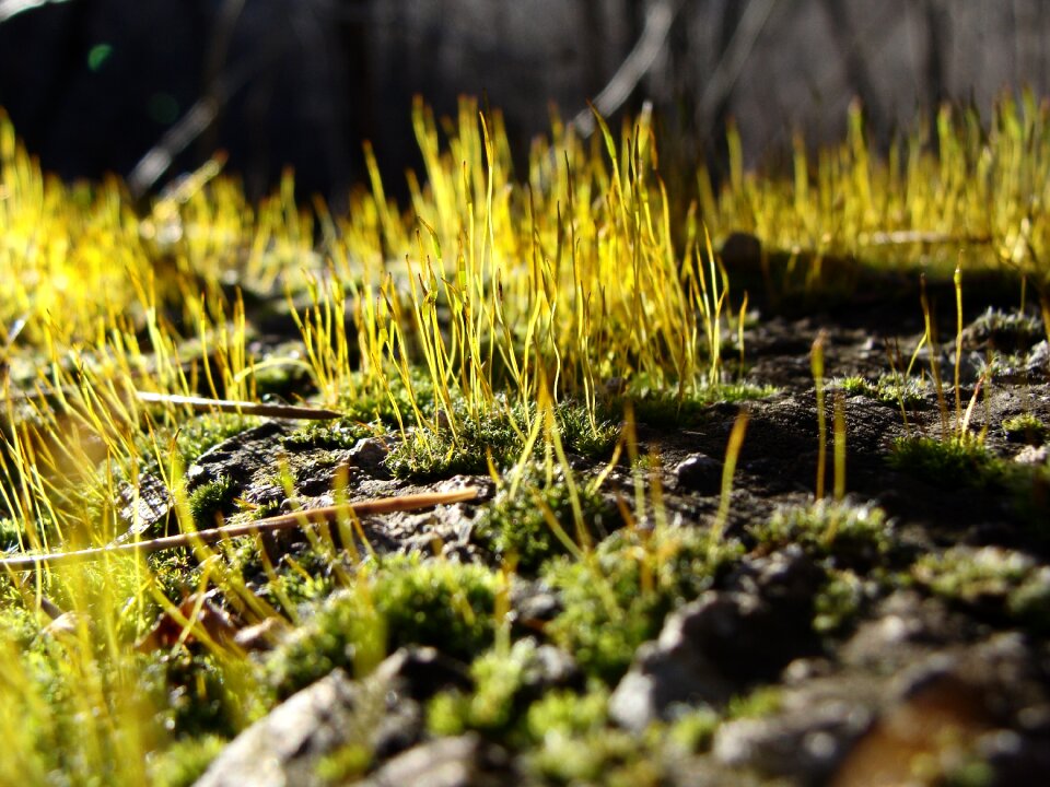 Green plant environment