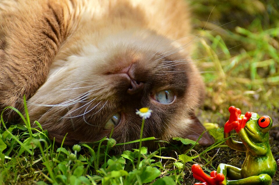 Figure british shorthair mieze