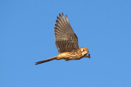 Merlin flight hunting photo