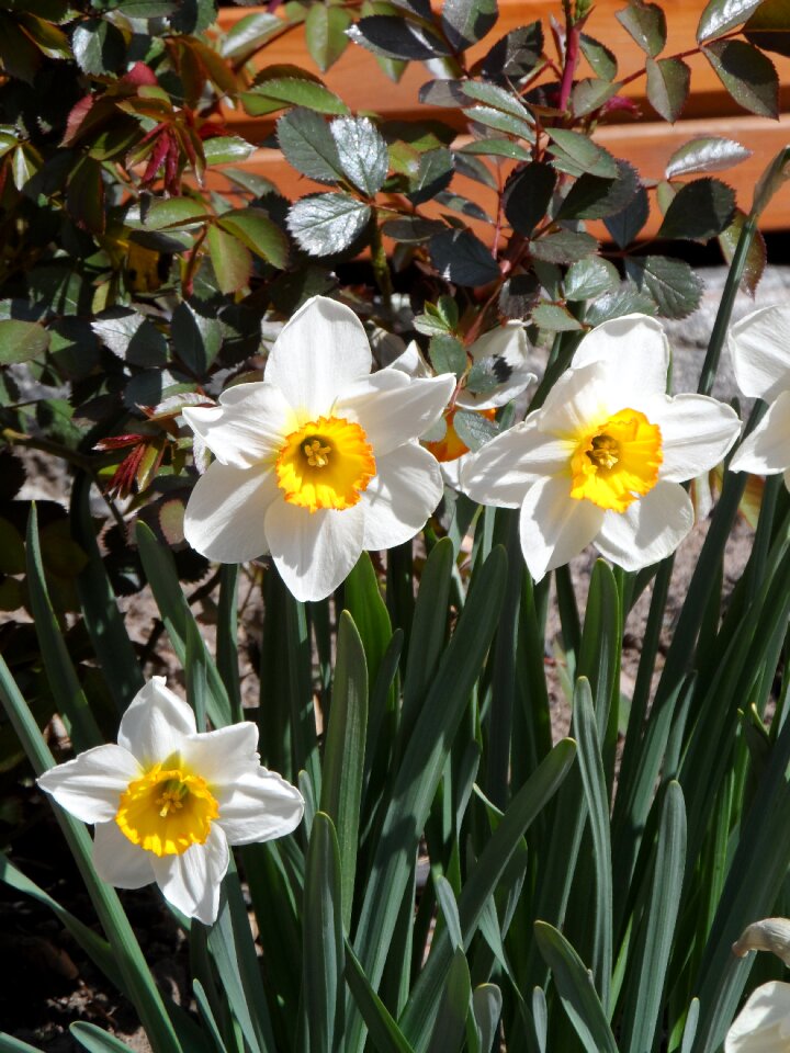 White yellow flower