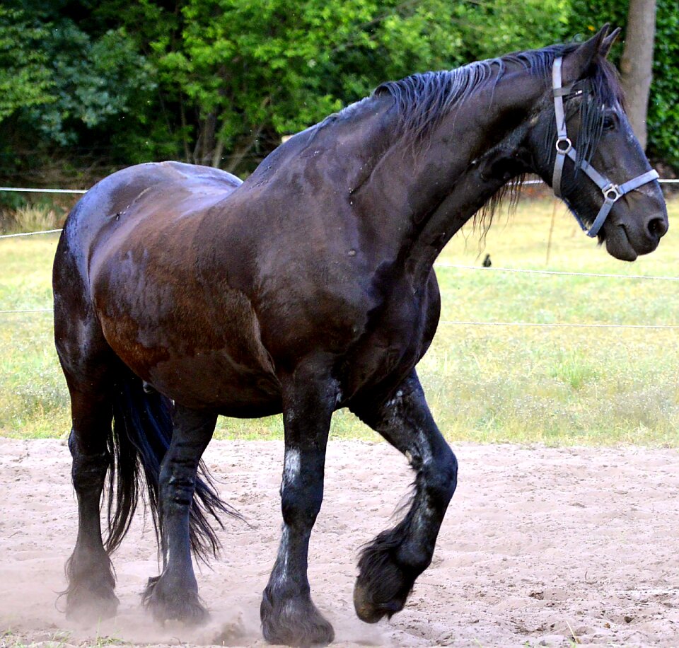 Horse head wild animal world photo