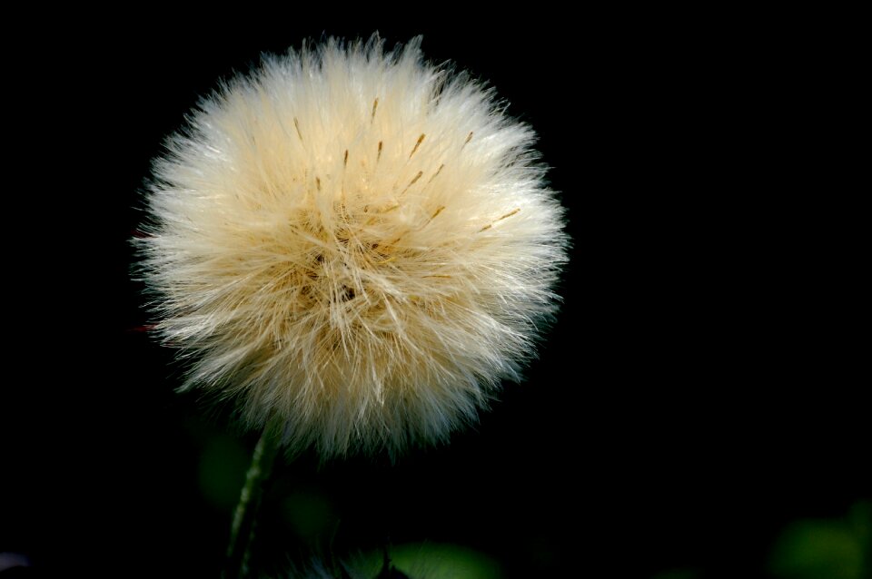 White white flower cute