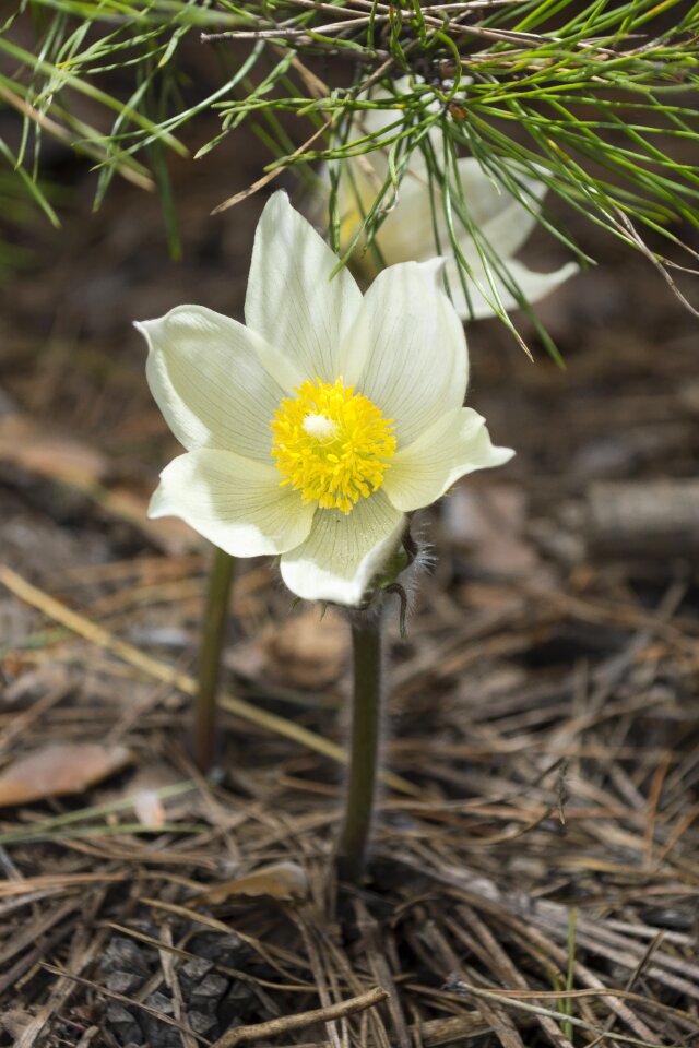 Bloom beautiful flower white flowers