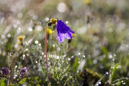 Nature summer purple