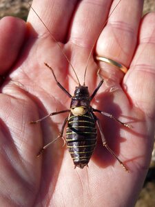 Endemic lluciapomaresius panteli cricket