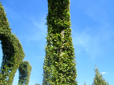 20180826Südliche_Lindenarkaden3