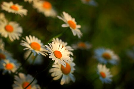 Bloom meadow margerite plant