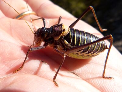 Lluciapomaresius panteli cricket somereta