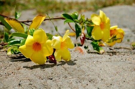 Alamanda yellow yellow flower